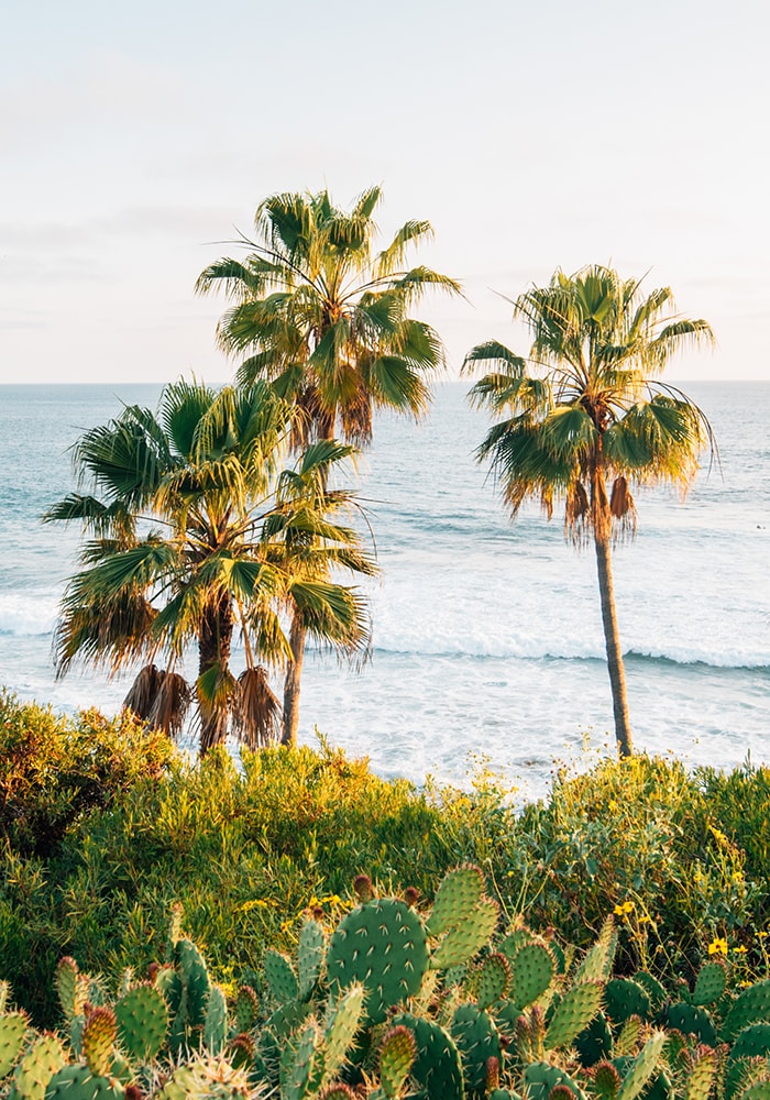 palm trees by the ocean with cactus in the foreground